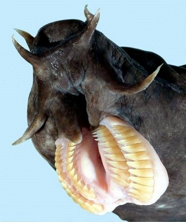 ca-hagfish