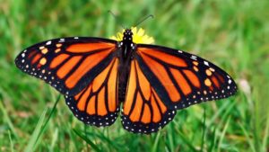 monarch-butterfly-grass