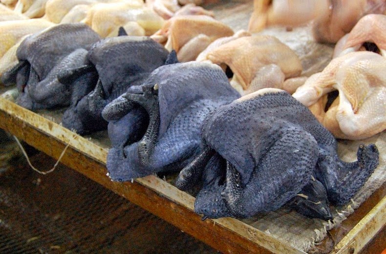 Giống gà đen từ máu đen ra đắt nhất thế giới – Cánh đồng truyền giáo